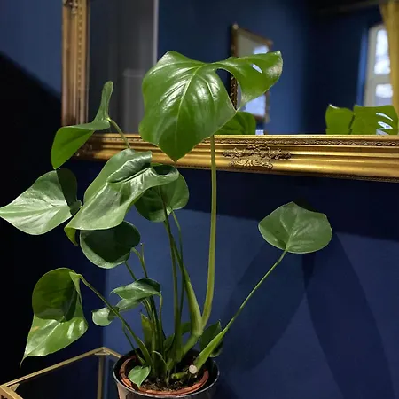 Birmingham Apartment
